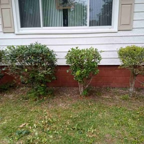 Bush Trimming by Quality Care Lawn Care Service Co reviewed on April 13, 2025