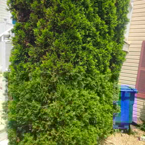 Bush Trimming by :) B.and.B :) reviewed on August 22, 2024