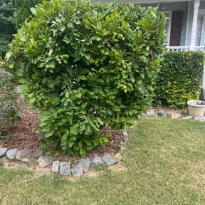 Bush Trimming by Ategramax reviewed on August 4, 2022