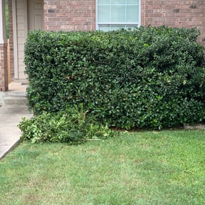 Bush Trimming by IronicTomb LLC reviewed on October 4, 2022
