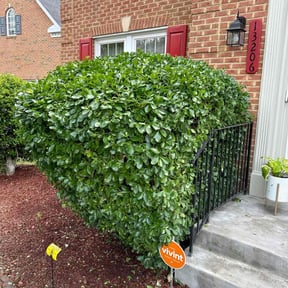Bush Trimming by Cardos Services LLC reviewed on June 6, 2022