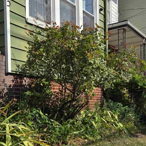 Bush Trimming by Knox Vegas Lawn Service reviewed on June 28, 2022