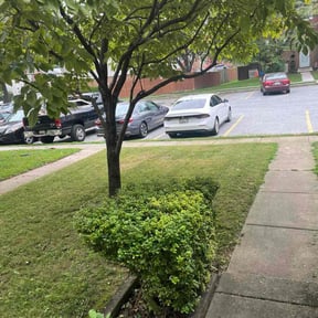 Bush Trimming by Coral Leaf Landscaping reviewed on July 9, 2025