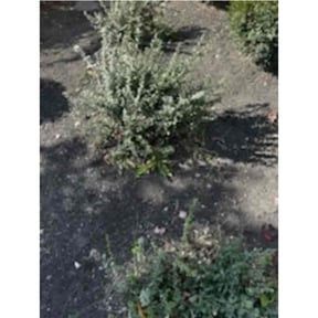 Flower Bed Weeding by Lawn In Order reviewed on July 6, 2022