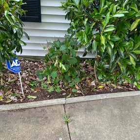 Bush Trimming by TruGreen LawnCare reviewed on August 29, 2024