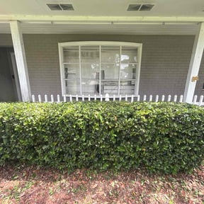 Bush Trimming by Tripps lawn reviewed on May 30, 2022