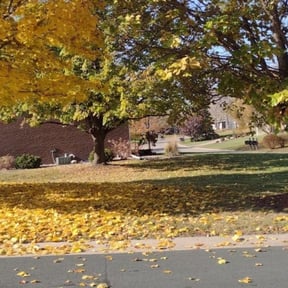 Bush Trimming by Gregg's Lawn Care reviewed on November 9, 2024