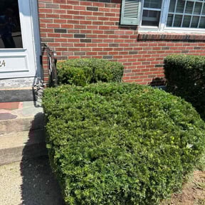 Bush Trimming by DreamYards reviewed on June 1, 2022