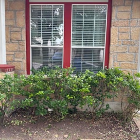 Bush Trimming by BSM & Co. Landscaping reviewed on September 8, 2020