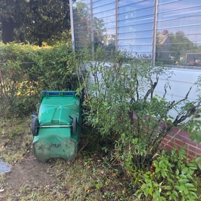 Bush Trimming by Jeri Cleaning Services reviewed on August 18, 2024