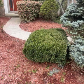 Bush Trimming by Bws universal laborers reviewed on July 6, 2022