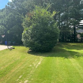 Bush Trimming by Steelrootsconstructionllc reviewed on May 31, 2025