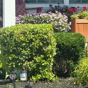 Flower Bed Weeding by J Deese lawn services reviewed on July 16, 2022