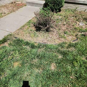 Bush Trimming by Tim's Discount Lawn reviewed on June 12, 2025
