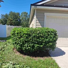 Bush Trimming by Triple C Lawn N More reviewed on October 9, 2022