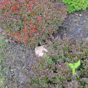 Flower Bed Weeding by Custom Cuts Lawn Care reviewed on June 6, 2022