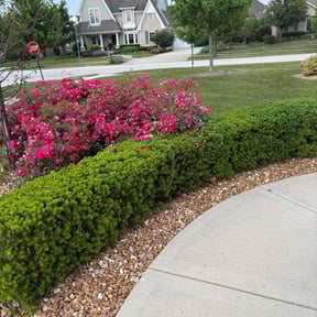 Bush Trimming by Vazquez Lawncare reviewed on November 27, 2024