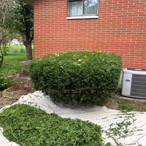 Bush Trimming by Allen Investments reviewed on July 14, 2022