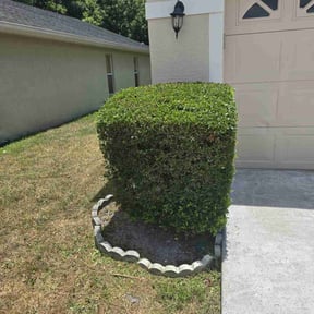 Bush Trimming by T's landscaping reviewed on January 16, 2021
