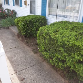 Bush Trimming by Lutz Lawn Care reviewed on November 20, 2021
