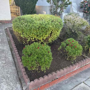Bush Trimming by Atl Summit Landscaping reviewed on November 10, 2023