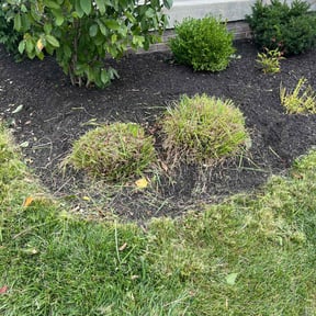 Flower Bed Weeding by Green Cutterz LLC reviewed on May 22, 2022