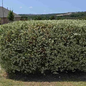 Bush Trimming by OMC lawncare reviewed on August 2, 2025
