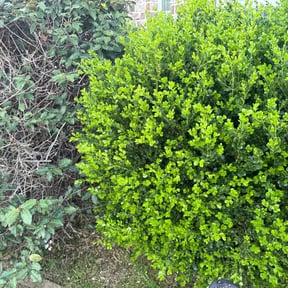 Bush Trimming by Dee's lawn care reviewed on June 30, 2025