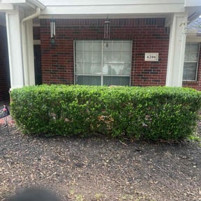 Bush Trimming by Star Landscaping reviewed on June 28, 2025