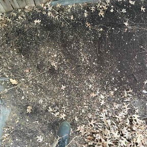 Leaf Removal by All in One Touch reviewed on April 28, 2022