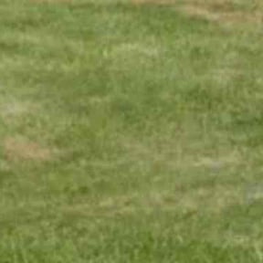 Leaf Removal by 2ndary Solutions reviewed on June 15, 2022