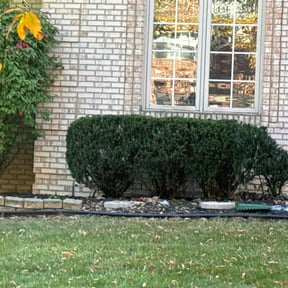 Bush Trimming by Messiah Gifted Lawn Care reviewed on August 5, 2022