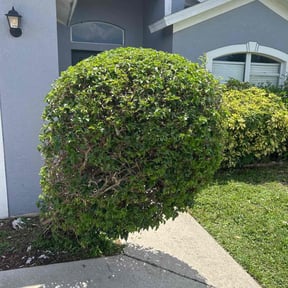 Bush Trimming by Yoshiro's Landscaping reviewed on May 2, 2022