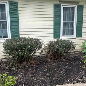 Bush Trimming by B&B reviewed on July 23, 2022