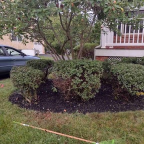Bush Trimming by Danny's lawn service reviewed on April 30, 2022