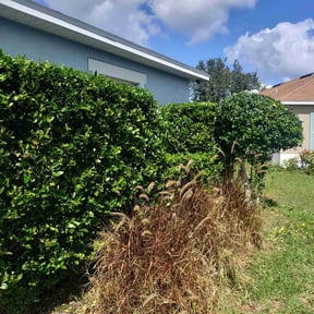 Bush Trimming by Deactivated reviewed on February 18, 2022