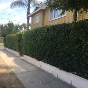 Bush Trimming by Brothers landscaping reviewed on August 14, 2025