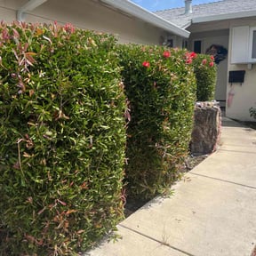 Bush Trimming by LSLTDallas/FortWorthTruGreen reviewed on June 5, 2023
