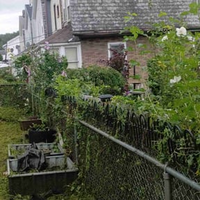 Bush Trimming by Dura Yard Service reviewed on July 27, 2022