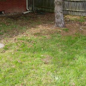 Leaf Removal by Blossom Lawn Care reviewed on May 26, 2025