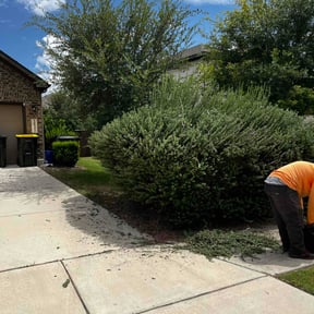 Bush Trimming by All Star lawn care reviewed on July 30, 2025