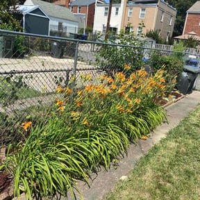 Flower Bed Weeding by HQ Lawn Service reviewed on June 18, 2025