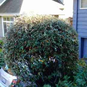 Bush Trimming by SW Services reviewed on May 17, 2025