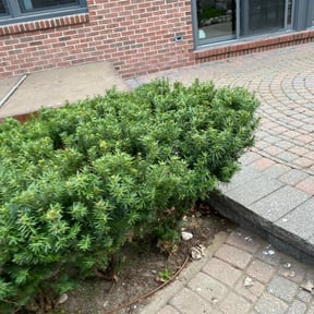 Bush Trimming by Davis Lawn Care Services LLC reviewed on May 5, 2022