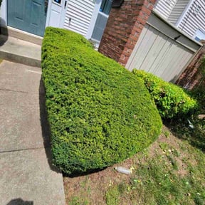 Bush Trimming by Ledezma reviewed on March 10, 2022