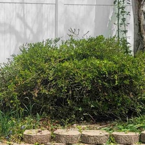 Bush Trimming by A&L Lawncare reviewed on June 21, 2022