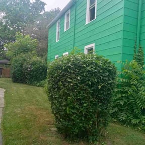 Bush Trimming by The lawn Guy reviewed on March 5, 2023