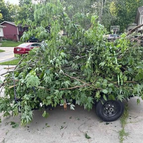 Bush Trimming by Lamberts Lawn trim and maintenance reviewed on April 27, 2022