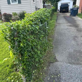 Bush Trimming by Thayer's Property Maintenance reviewed on August 8, 2022