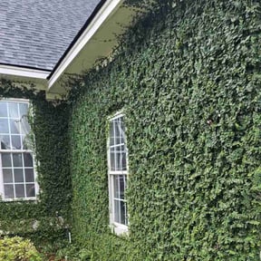 Bush Trimming by CTRL SPC LLC reviewed on May 18, 2022
